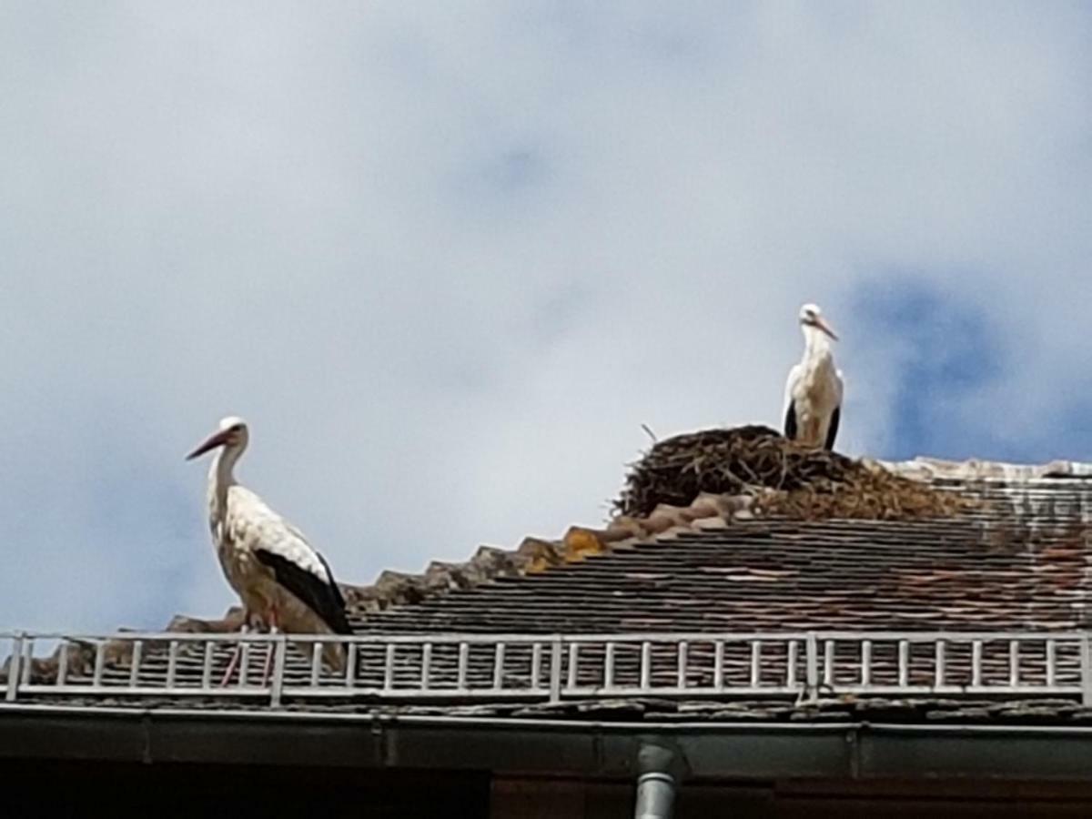 Les Colombages Leilighet Colmar Eksteriør bilde